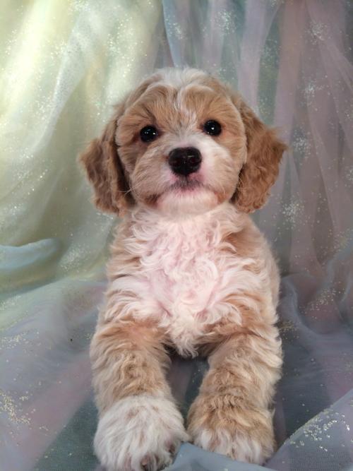 Female Cockapoo Puppy for Sale By Professional Breeders in Iowa